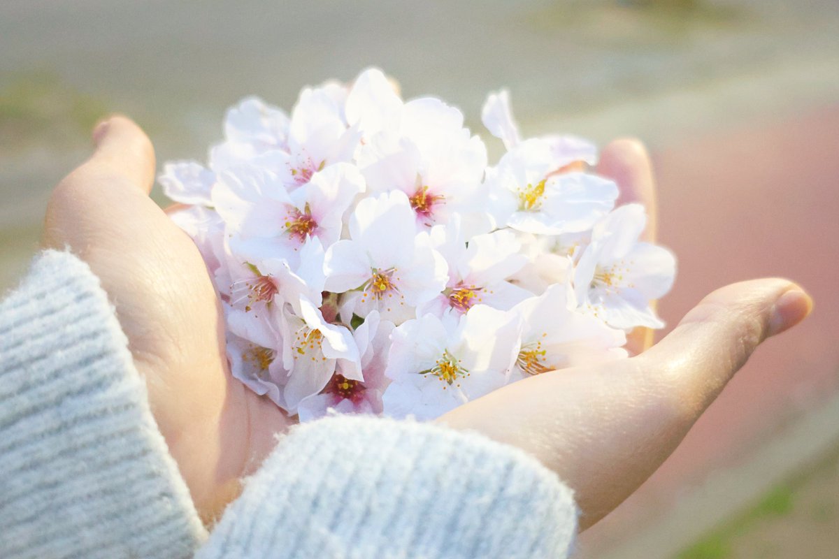 君の手の中に花束を🌸

多くは願わないから
あと1ヶ月は咲いていて

#写真好きな人と繋がりたい #写真撮ってる人と繋がりたい #写真で伝えたい私の世界 #写真撮影ご依頼承ります #フォトグラファー #フォトグラファーと繋がりたい #canon #CANONEOSR8 #桜 #桜ポートレート