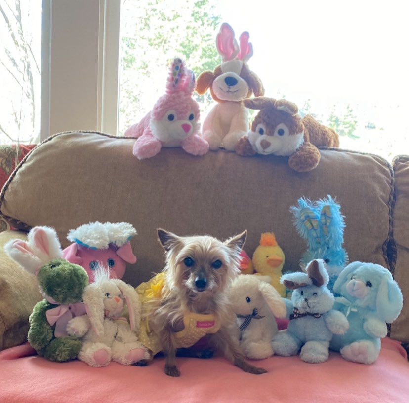 🎉🥳🎊 Day 3 I Found A Party 🎊🥳🎉 and I Crashed That Party 🎉 I found Bunnies celebrating that another Easter was in the books & I invited myself! Whoop-Whoop Party On 🤟 #PostAFavPic4VioletApr24 #DogsofTwitter #DogsofX