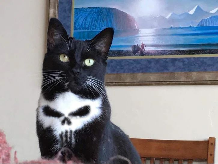 ShouldHaveCat's tweet image. this cat with a skull on his chest