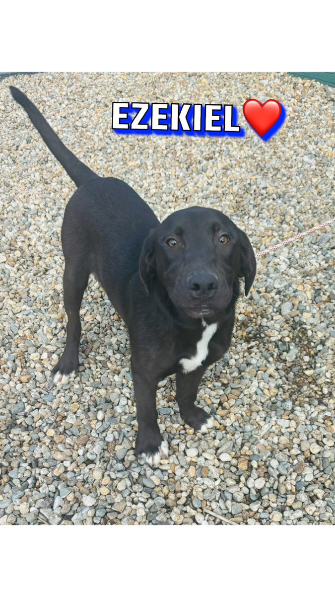 Pets for adoption at Your Local Animal Shelter

sterlingshelter.org/pet-finder/