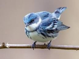 st_miniato's tweet photo. 청솔새 (cerulean warbler) 검색 Google
책읽다가 찾아봄. 

진짜 처음 이 새를 직접 보면 침을 흘리겟군.. 납득
하 예쁘다 https://t.co/lyTLgyTD9u