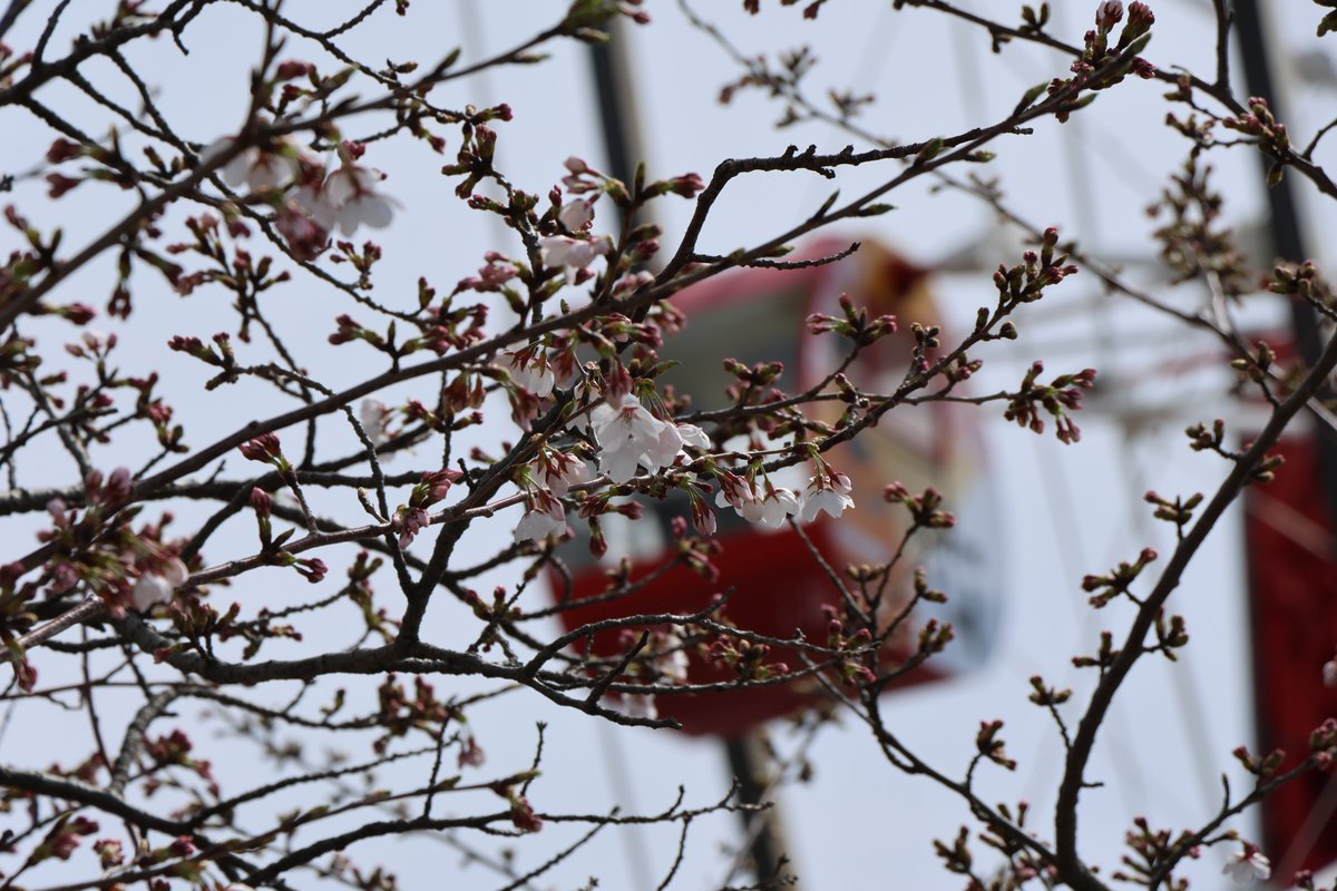 suzuka_event's tweet photo. 現在の鈴鹿サーキットの桜の開花状況です。
場所によりけりですが2〜3分程度の開花状況ですね🌸
 #F1JP #JapaneseGP https://t.co/4rZhJ6fwTs