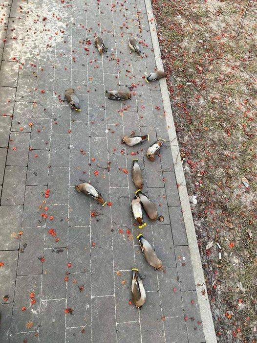 Dead birds? No. Drunk birds. They eat fermented fruit and then pass out on the sidewalk.