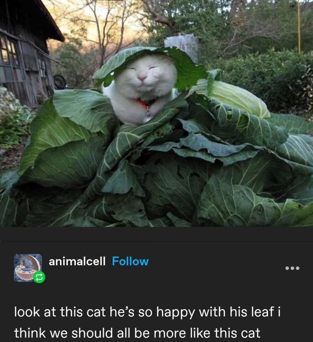 PunchingCat's tweet photo. ah a simple and honest life https://t.co/O67cXa0ig6