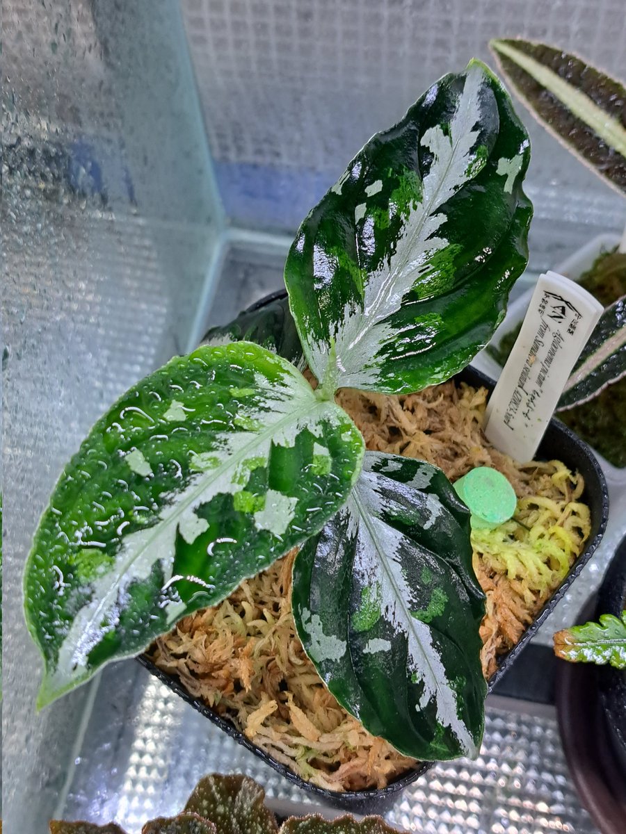Aglaonema pictum 'ちゃんぷーる″ from Sumatera selatan 【AZ0823-5otr】 草ちゃんす購入より約半年経過。 霧吹きで盛られてますが購入時の葉と同じく濃いめの緑にシルバーがかるしっかりした白がそれぞれを際立たせて好みです。 親株表現はどうなるんだろ？