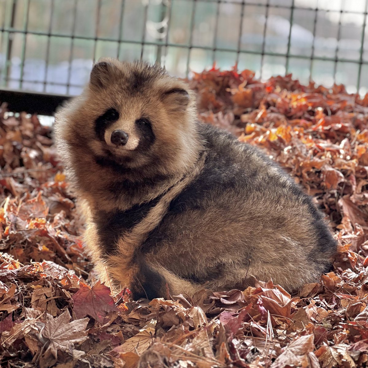 たぬきcorei5✨第11世代✨メモリ16GB✨SSD256✨