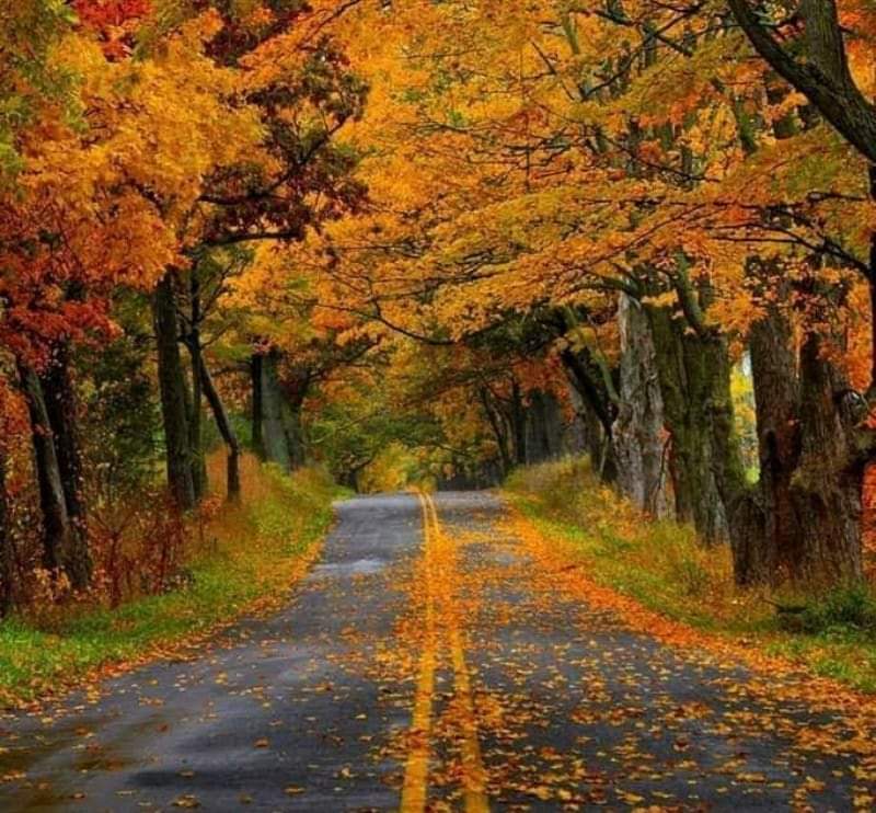You learn this lesson after a lifetime... The road doesn't go where you planned. It goes where its written to be. Good morning🌞🌞 Pic courtesy Google