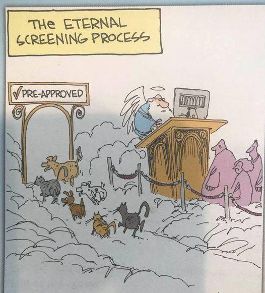 Dalbodog's tweet photo. All animals go to heaven. https://t.co/Xw3G6oacXT