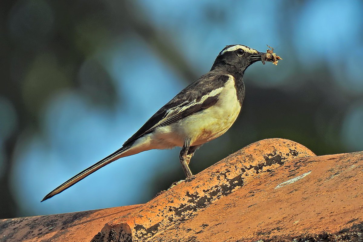 White Browed Wagtail They are primarily found in lowland areas, but can be seen at higher altitudes in southern India. They have adapted to some urban environments and can be seen in parks and gardens with water features. @IndiAves @Avibase