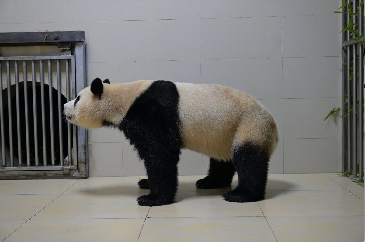 ipandacom's tweet photo. At 7:14 pm BJT (GMT+8), April 3, giant panda Fu Bao successfully arrived in Chengdu with the accompany of its keepers and vets from CCRCGP and South Korea's Everland. 

#PandaPic #PandaNews #CCRCGP
#FriendshipMessenger #ReturnOfPandas https://t.co/uIghzbXquc
