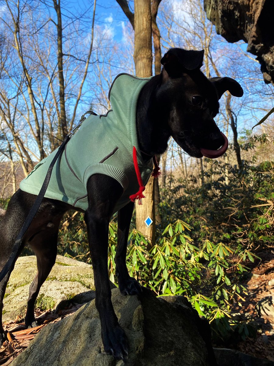 timekompression's tweet image. Celebrated Marco’s first birthday today 🥺 I legitimately cannot believe he used to that small and now he’s a very tall little guy……….