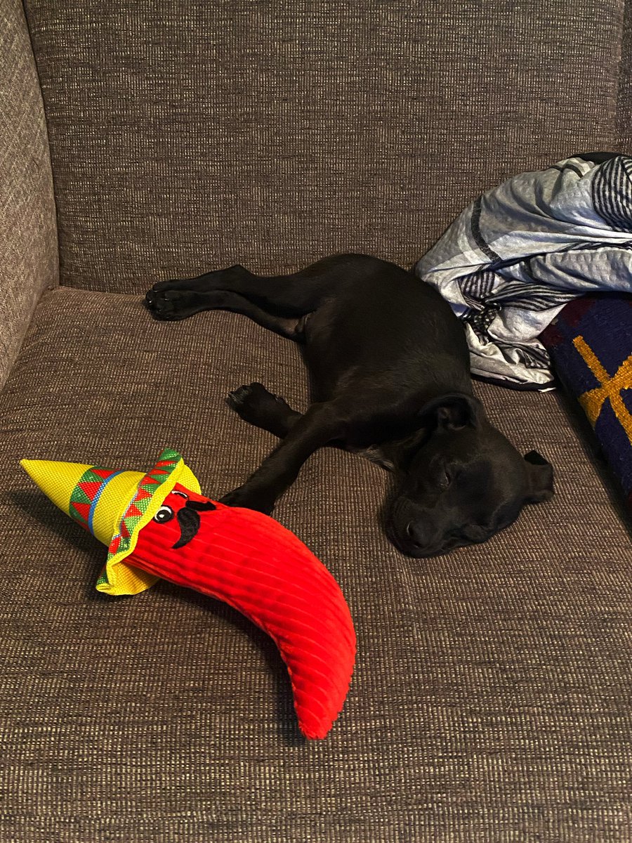 timekompression's tweet image. Celebrated Marco’s first birthday today 🥺 I legitimately cannot believe he used to that small and now he’s a very tall little guy……….