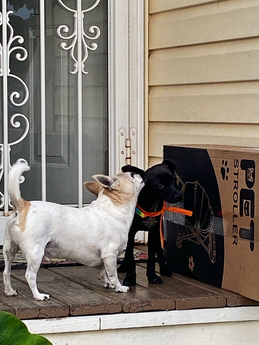 timekompression's tweet image. Celebrated Marco’s first birthday today 🥺 I legitimately cannot believe he used to that small and now he’s a very tall little guy……….