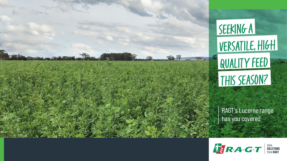 Looking for versatility and premium quality feed for this season? Our Lucerne range has you covered.
To find our more check out: ragt.au/promo-lucerne/
#RAGT #RAGTAU #argicultureaustralia #agronomy #ThinkSolutions #thinkRAGT #pasture #lucerne
