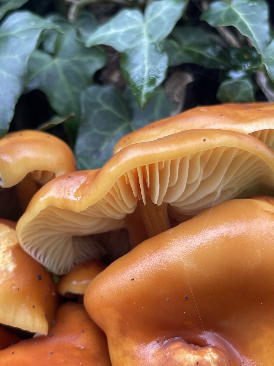 The luscious gills of the Velvet Shank ☺️🍄. #Fungi #wonderwednesday #nature