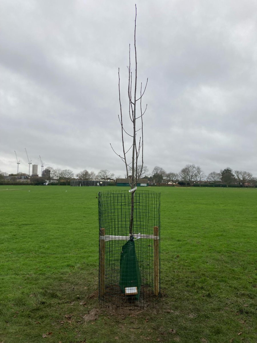 LondonPS_CP's tweet image. The London CP team have again had their green fingers in action. This time planting a memorial tree in Seven Kings Park, Ilford. Great work #CommunityPayback #MakingADifference