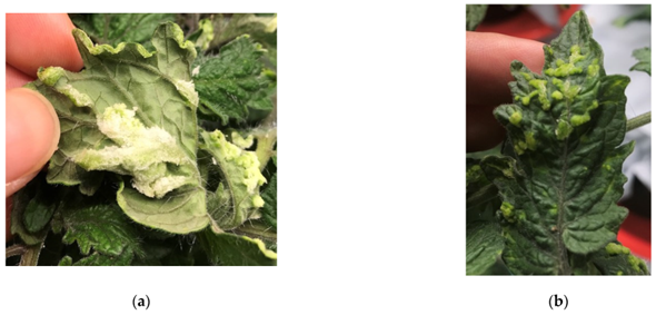 Agronomy_Mdpi's tweet image. 🌸 Editor’s Choice Articles

🌱 Effects of Daily Light Integral on Compact #Tomato Plants Grown for Indoor Gardening by Stephanie Cruz and Celina Gómez 

👉 Read here: doi.org/10.3390/agrono…

#controlledenvironments #DLI #indoorfarming #LEDs #urbanagriculture #vegetablegarden