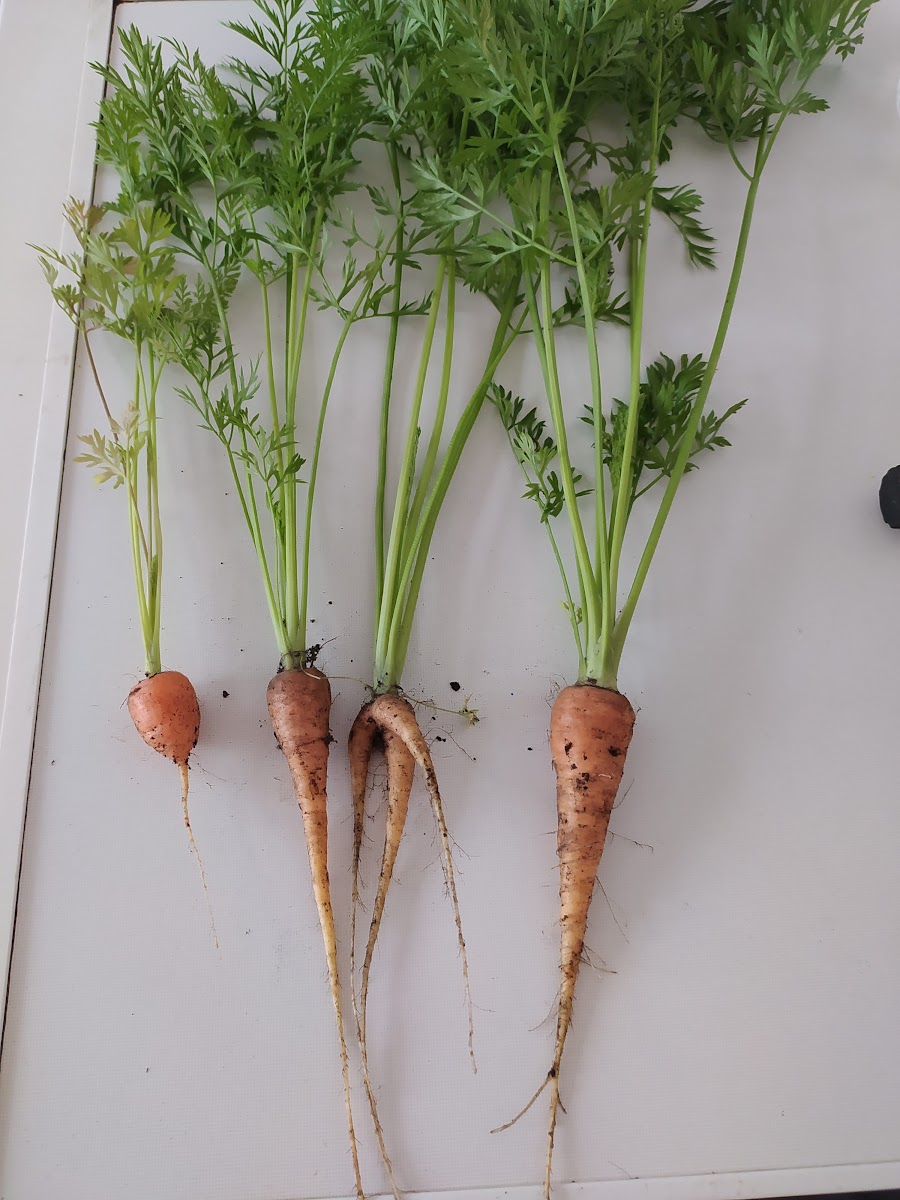 I do grow carrots.  Mixed results.  😁
🥕🥕🥕🥕
#WorldCarrotDay