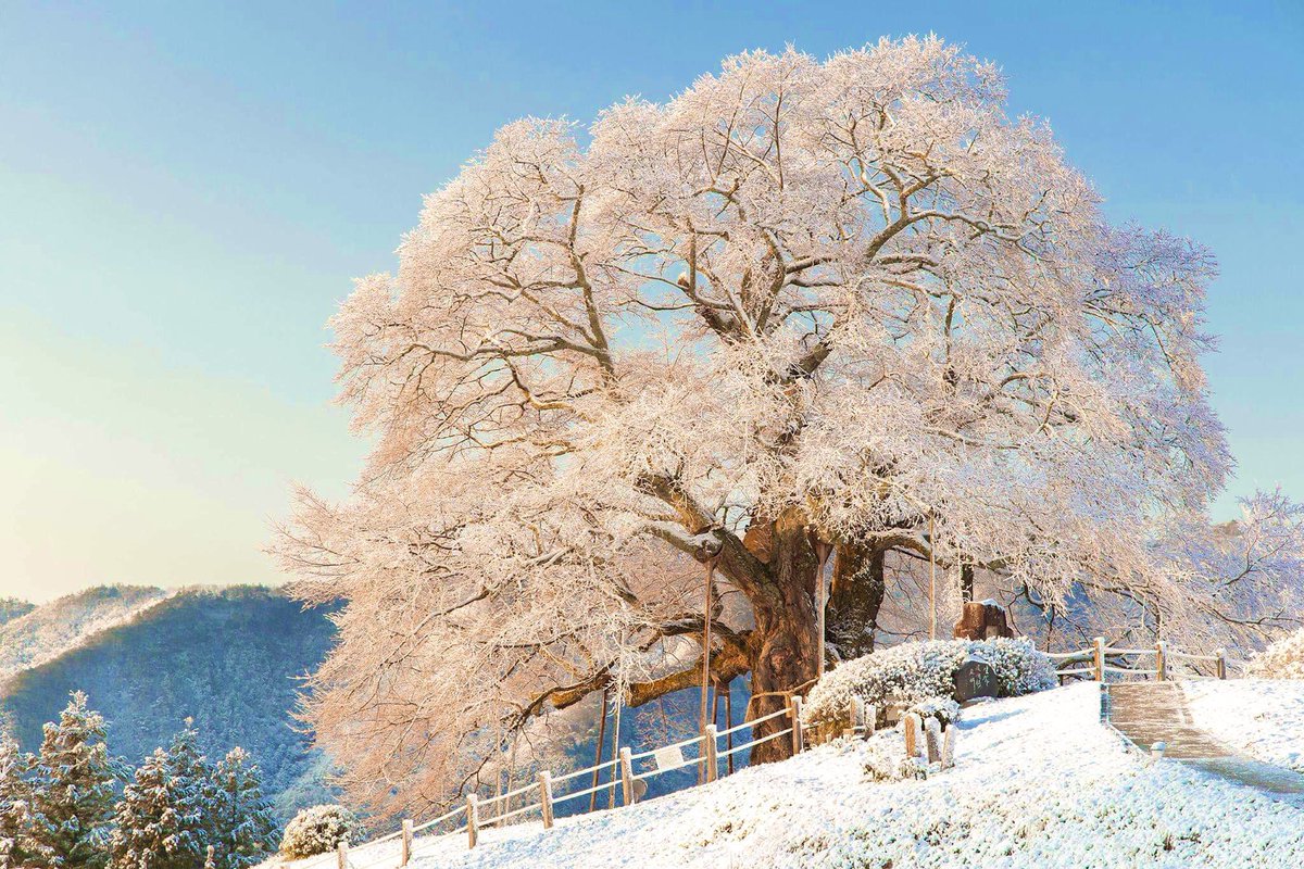 樹齢1000年を誇る桜の銘木が、
雪衣をまとった奇跡の朝。

#岡山県
#醍醐桜