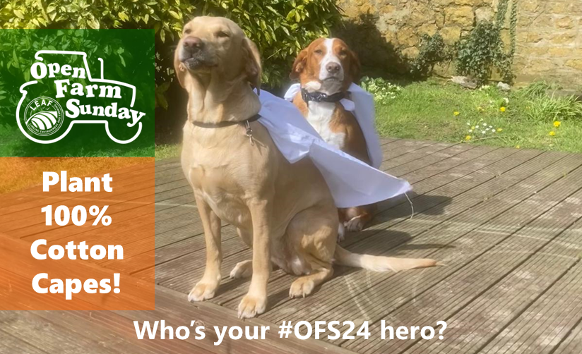 Taking part in Open Farm Sunday 9th June? Plant 100% cotton BEFORE 10th April & reveal results at your event👀 & talk about managing soil 🪱 *REGISTER THIS WEEK* & we'll send you cotton capes to plant! (or cotton pants, shirts!) farmsunday.org #OFS24 #FarmingHero