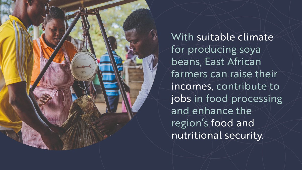 🌱 #EastAfrica holds immense potential in #soyabean cultivation, a crop vital for food security and economic growth. Regional production remains low, leading to heavy reliance on imports. What barriers hinder its productivity and profitability? Find out: bit.ly/soya-bean-oppo…