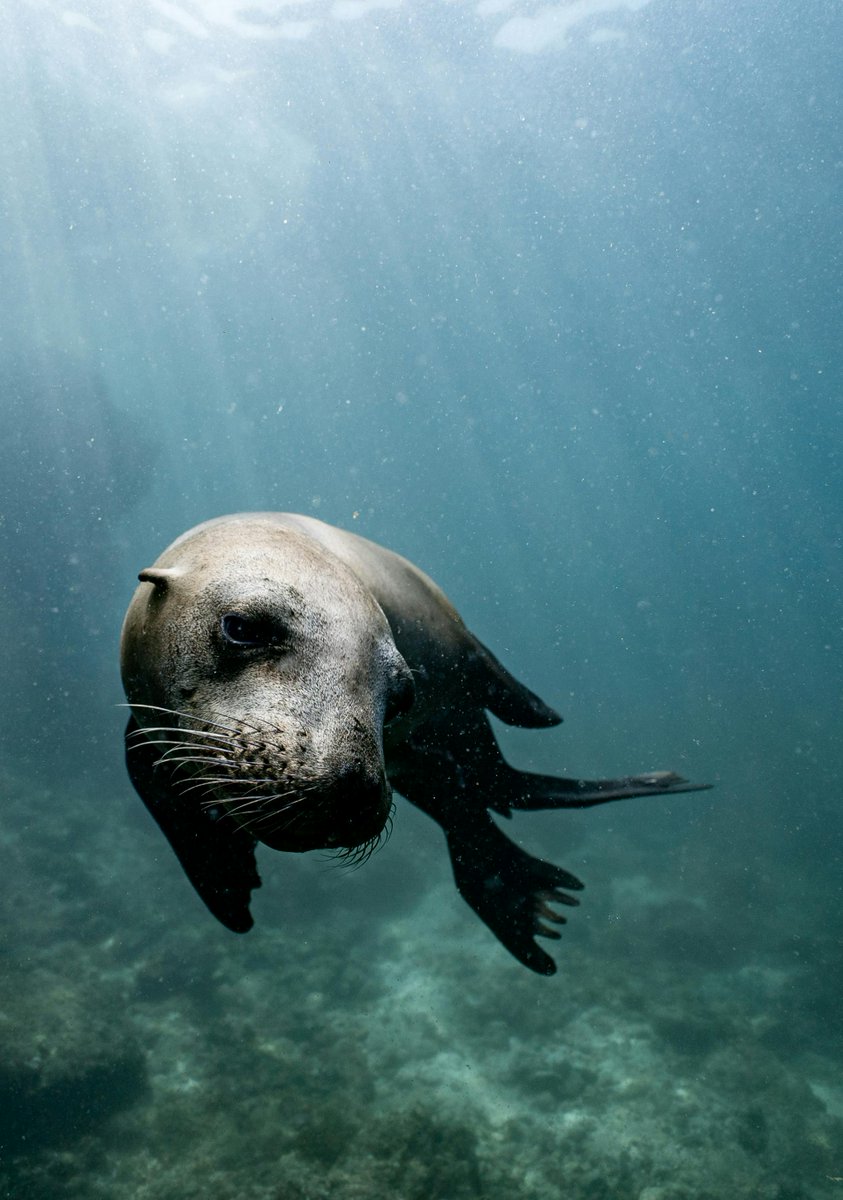 Developing advanced sensors based on animal senses? Ajay Kottapalli (@ScienceLinX / ENTEG) is doing it by researching seal whiskers 🦭 ‘They have evolved absolutely perfectly. We have calculations that prove it.’ Read more! 👇 rug.nl/news/2024/04/s… #biomimicry #technology