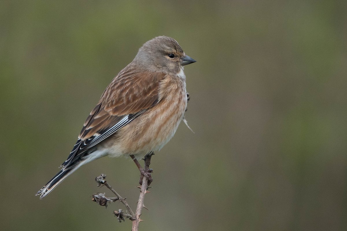 Stonechat and Linnet, Fox Covert, Marske. @teesbirds1 @teeswildlife @nybirdnews