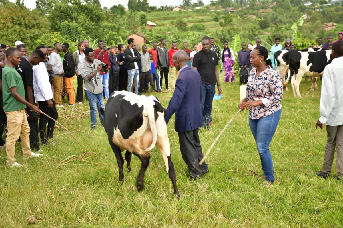 Ibuka_Rwanda's tweet photo. @Ibuka_Rwanda and its Umbrella organization #AVEGA,#GAERG and #AERG Launched "Genocide survivors in the Community" in 100 days, we provided Cows to the Survivors and retired soldiers who stopped Genocide Perpetrated against Tutsi in Gisagara District. https://t.co/A8r3vJSZK6