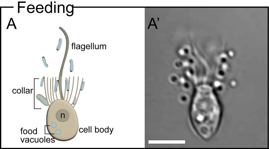 PLOSBiology's tweet photo. Environmental #bacteria influence many facets of #choanoflagellate biology, yet few examples of symbioses exist.
@ArielleWoznica explores how choanoflagellates can help us to understand how #symbiosis may have shaped the early evolution of animals.
https://t.co/2iGmV2uzj3 https://t.co/RZ3h3zeYo5