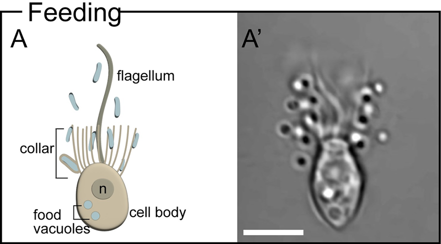 Environmental #bacteria influence many facets of #choanoflagellate biology, yet few examples of symbioses exist. @ArielleWoznica explores how choanoflagellates can help us to understand how #symbiosis may have shaped the early evolution of animals. plos.io/4cG85U5