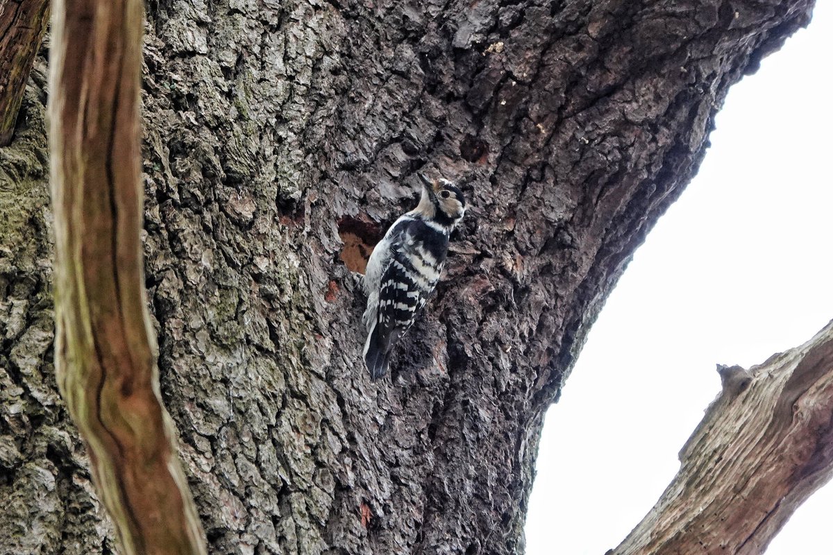 I set myself the goal of finding a Lesser Spotted Woodpecker nest excavation this spring. I was confident I would find something, but am heartbroken to see that it's the lone female at Richmond Park where there are no males left. @lesserspotnet