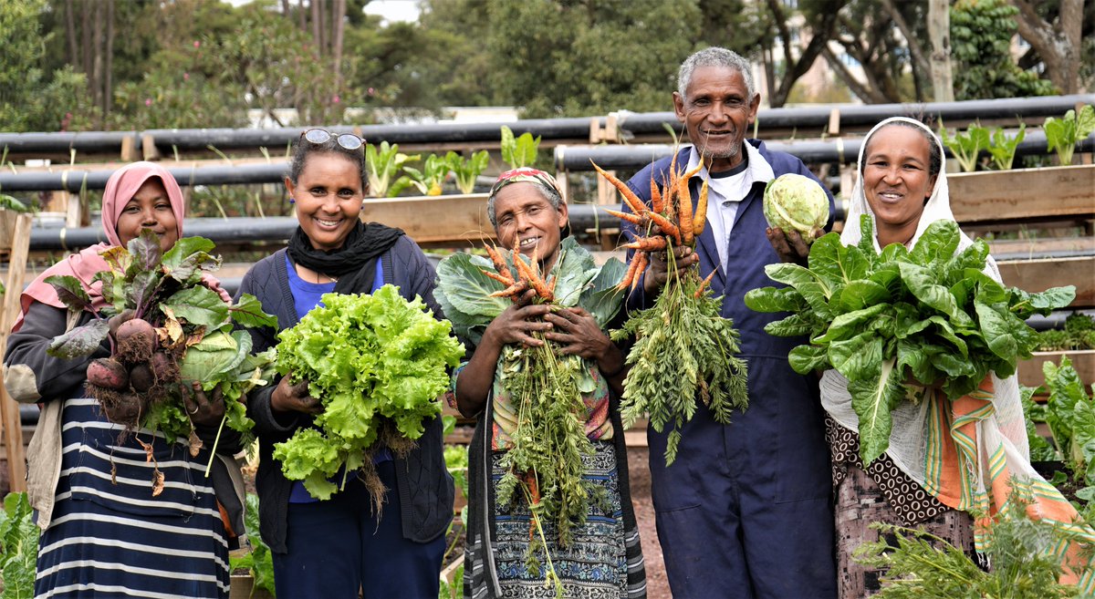 🥕Happy International Carrot Day! 🥕 Carrots are one of the nutritious and delicious vegetables being grown by urban residents in Ethiopia's capital city Addis Ababa with support from Farm Africa and @SweinEthiopia 🇸🇪🇪🇹 #InternationalCarrotDay