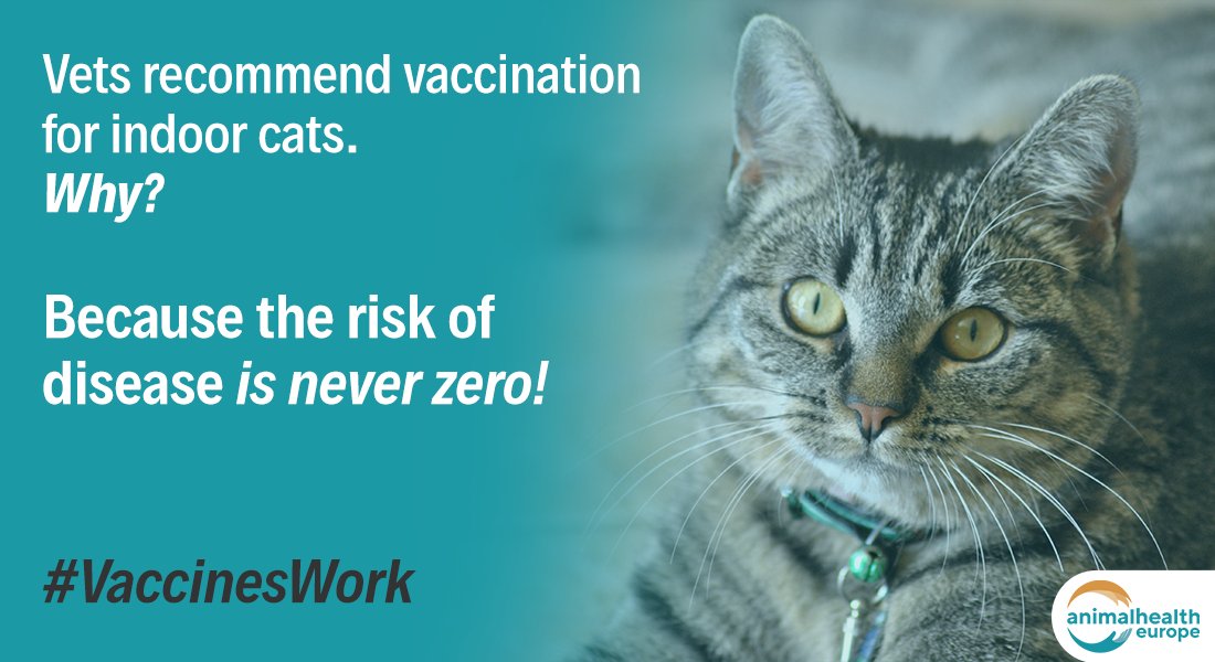 Think your indoor cat doesn't need to be vaccinated? 
❌Think again! 

➡️There are viruses that can be brought into the home on inanimate objects like clothes or shoes. 
Better to be safe than sorry. 

#VaccinesWork