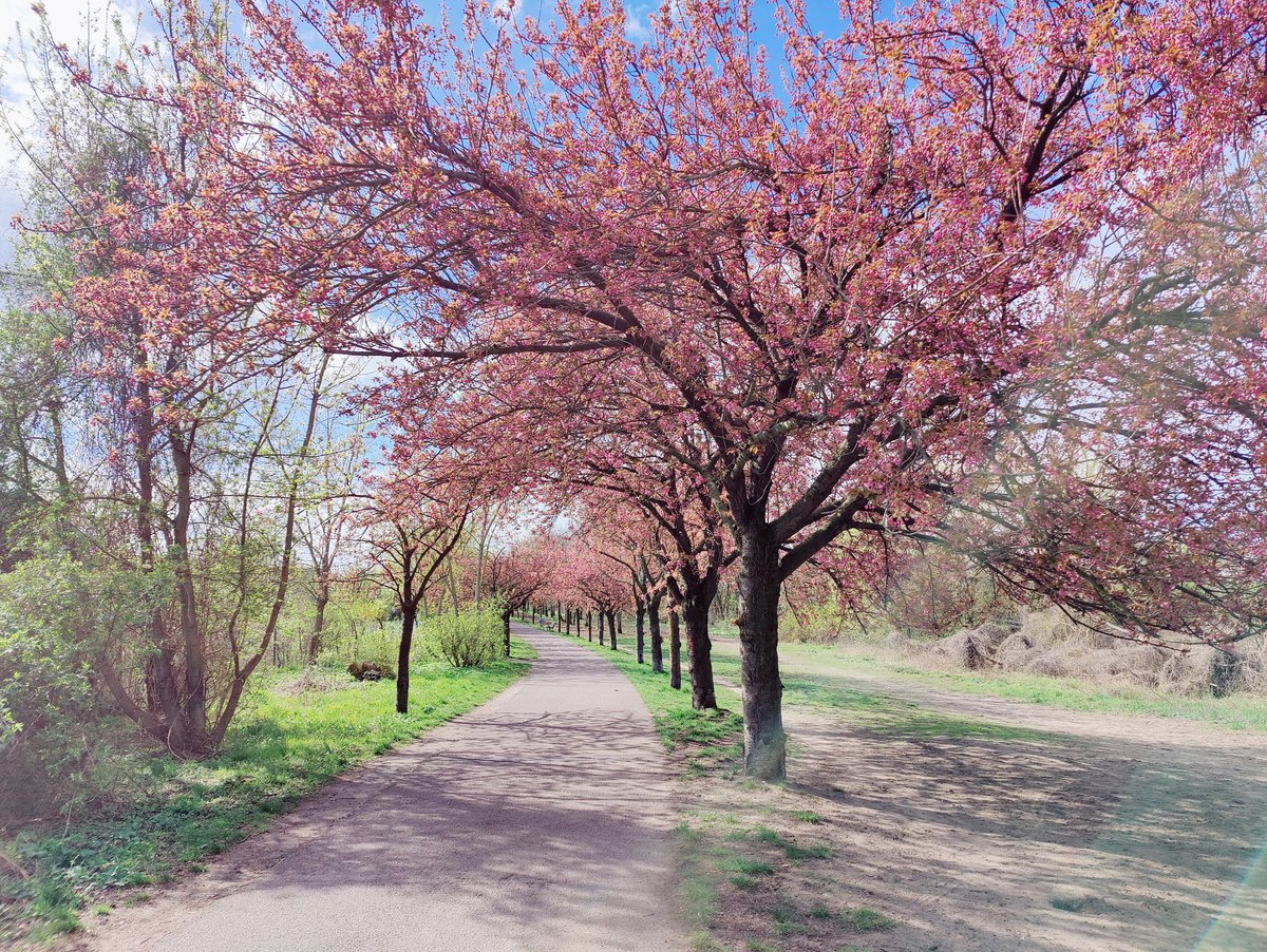 U kent het verhaal: in 1990 schonk Japan de net herenigde stad Berlijn duizenden kersenbloesembomen (Sakura) om langs het traject te planten van waar de net afgebroken Berlijnse Muur had gestaan. Zodoende staat de huidige Berliner Mauerweg sindsdien ieder jaar uitbundig in bloei