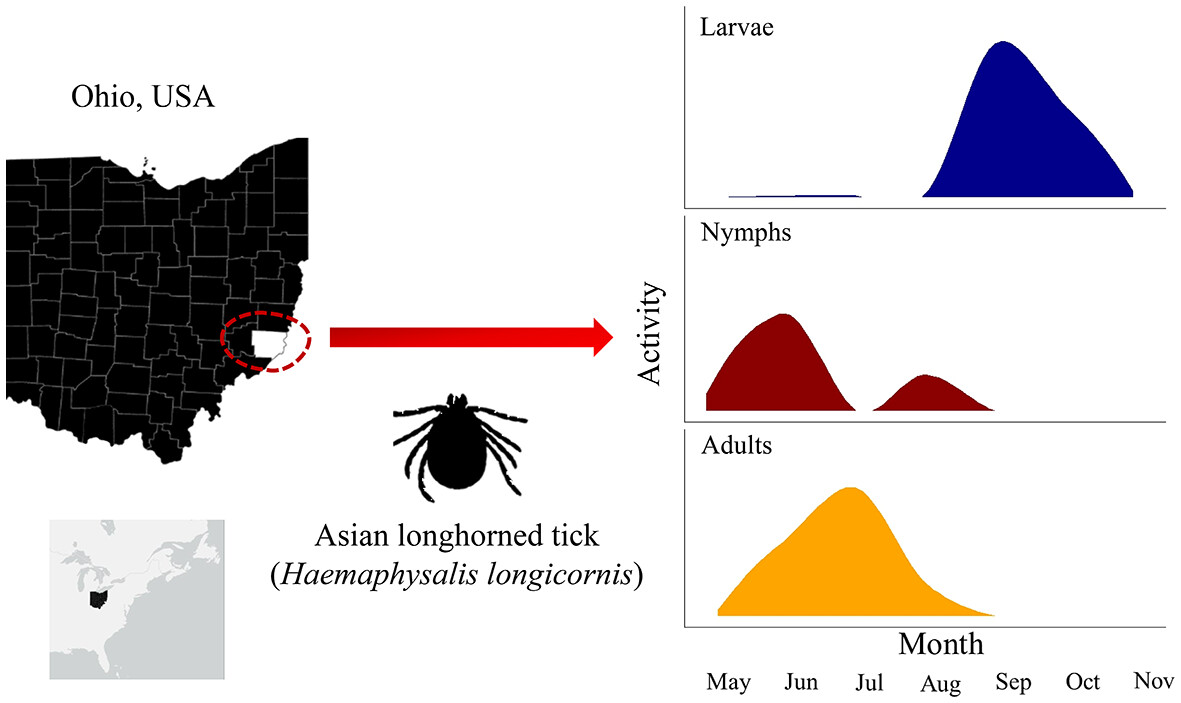 New work by @andreas_elef @RisaPesapane et al. reports on the phenology and habitat associations of the invasive Asian longhorned #tick from Ohio, USA: doi.org/10.1111/mve.12… 
#OpenAccess #Haemaphysalis #ALT #InsectVectors #IPM #InvasiveSpecies #LivestockPests

@ncipmc