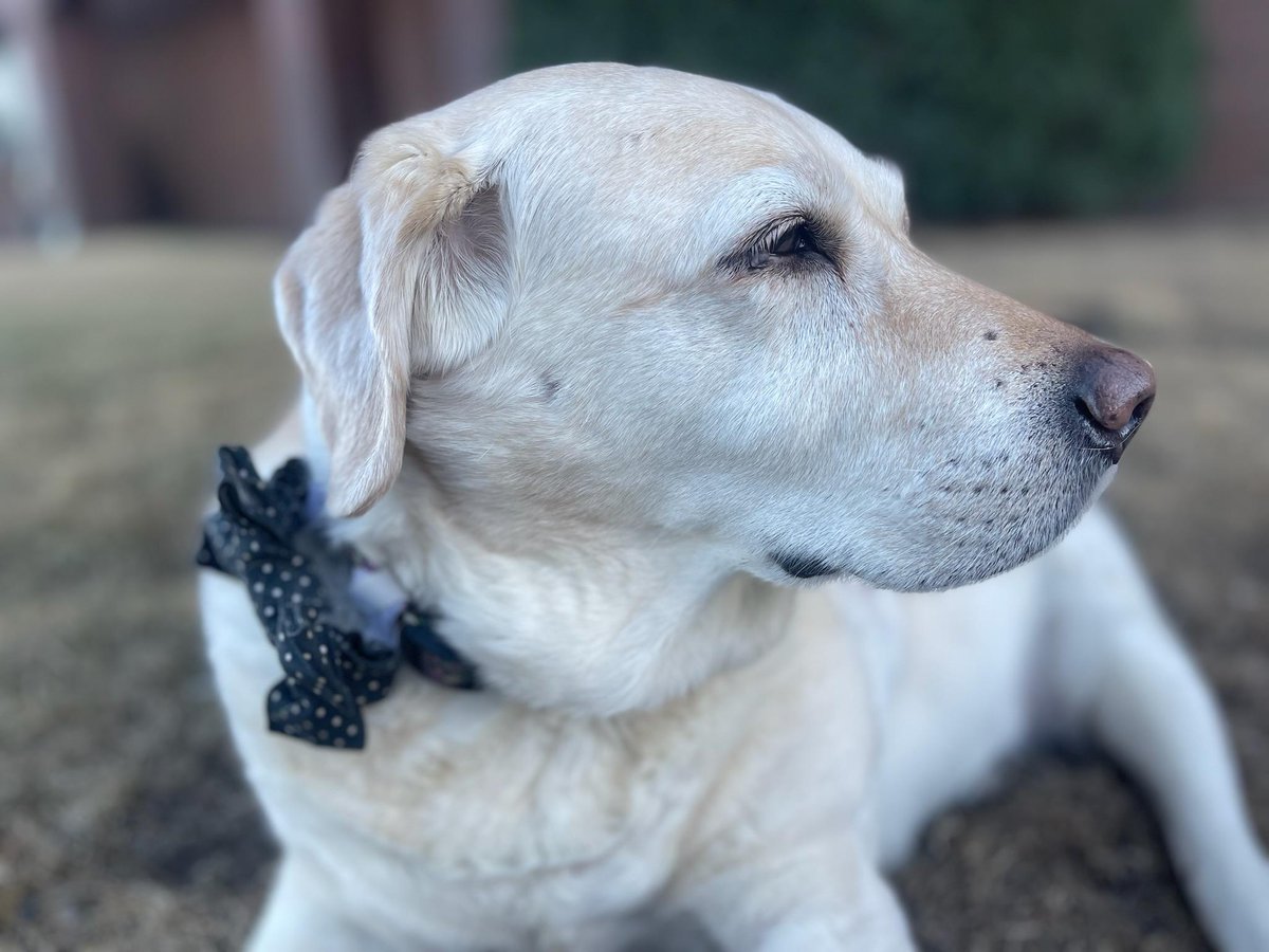 twincitiesliz's tweet photo. @bunsenbernerbmd This is Phoebe.  She is a charlatan of the highest order.  She once faked a limp to get out of work and regularly assess new humans to see how much she can get them to do for her.  She had her dog sitter carry her up 4 steps for a week.  She does steps just fine, mind you. https://t.co/84Ml1nKEkF