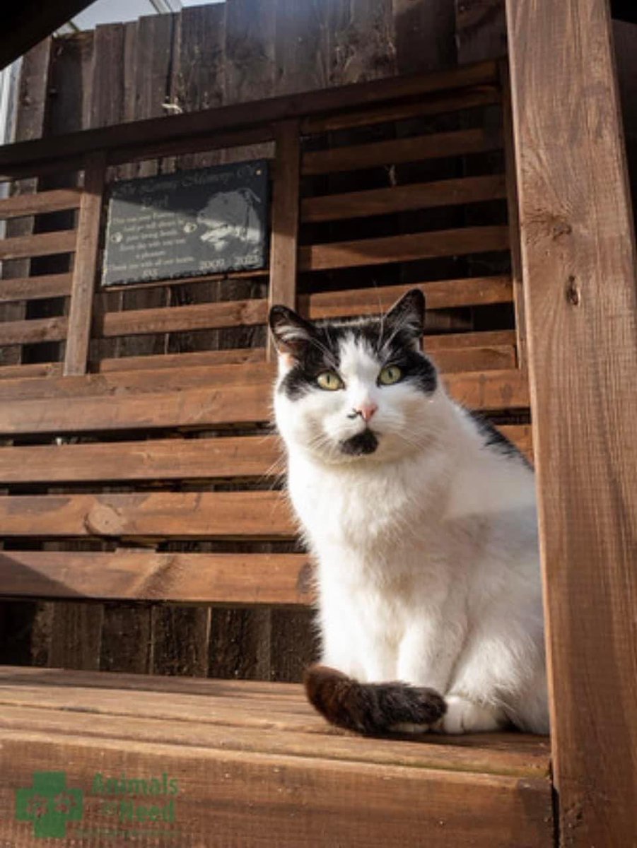 It's National Stray Animal Day Today!If you are thinking of a new furry or feathered addition to your family, please think about going to a rescue. Rescued animals aren't broken, they have just been let down in the past 🐶🐱🐰🐹🐓 animals-in-need.org #nationalstrayanimalday