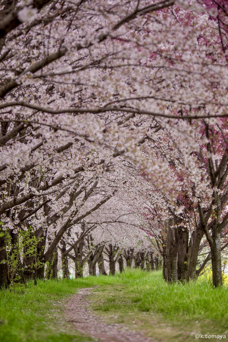 桜並木

木曜日お疲れ様でした！
朝と違うレンズで同じ桜並木を撮ったやつです
マクロで普通に撮っても良い感じっすなぁw

#写真好きな人と繋がりたい
#写真撮ってる人と繋がりたい
#京都
#桜並木
#α7II
#sonya7II
#tamron
#180mm
#macro
#過去写真