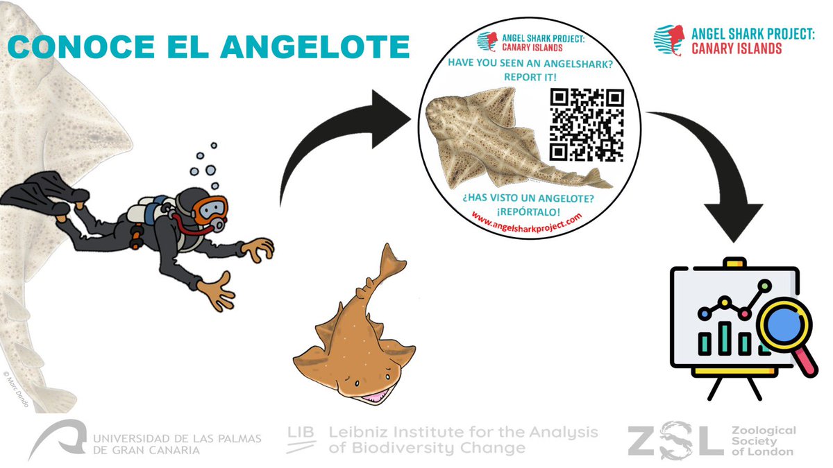 🦈 Exciting news from La Gomera!🦈 We held a talk on the importance of citizen science in angelshark conservation. Your reports on the ASSM are crucial for protecting ! Huge thanks for organizing this event. Keep those sightings coming! @OfficialZSL @Leibniz_LIB @ULPGC