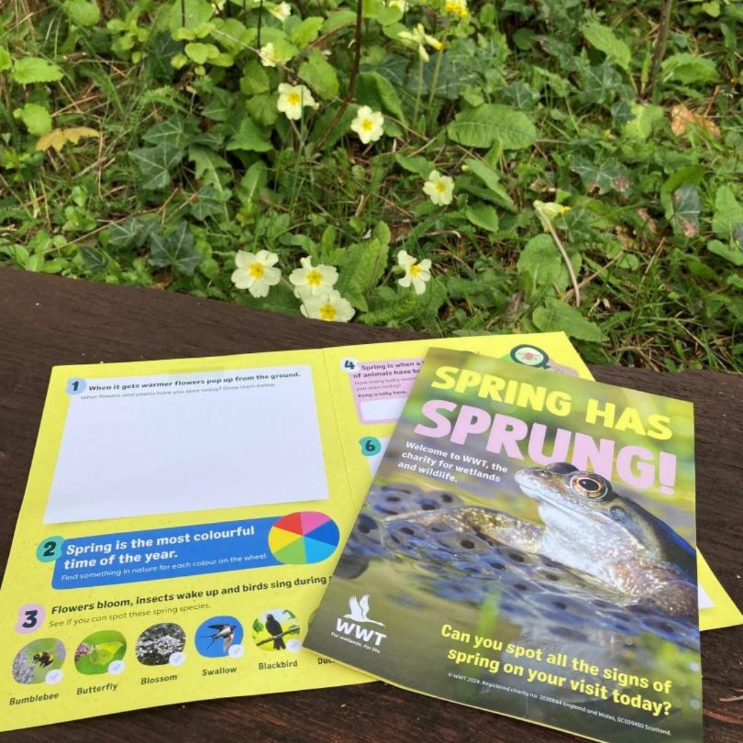 Our 'Spring has Sprung' activity booklet is perfect for kids aged 7-11 (who may feel our Bing’s Nature Explorers trail is for their younger siblings!) 🌼🐸

Pick up your free booklet from reception 😊

#WWT #CastleEspie #Spring #Wetlands #Wildlife #Nature @ni4kids @VisitBelfast