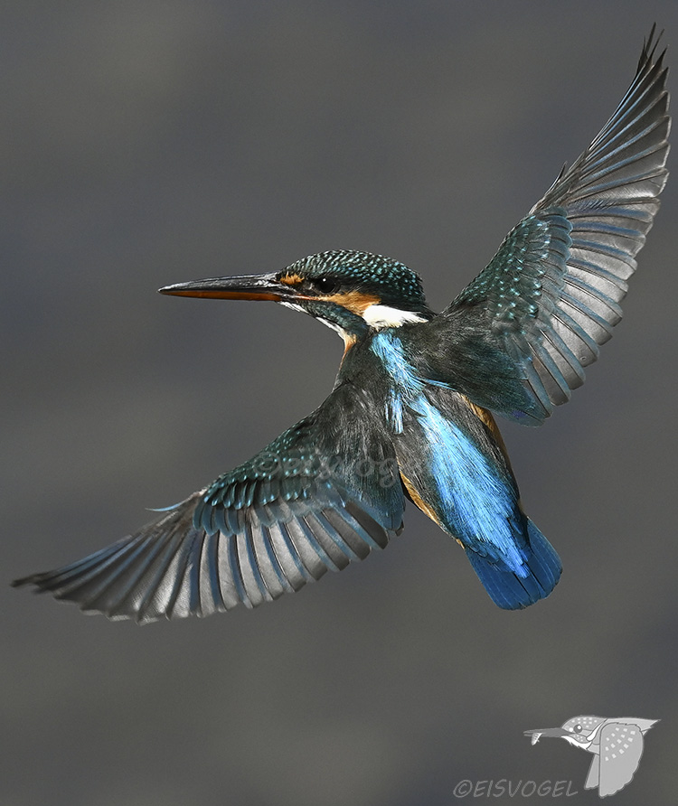 今日のカワセミ　 Eisvogel des Tages ※やっぱり顔は横向き、羽根は全面ブルーがいいですね・・・ #カワセミ #野鳥撮影 #Kingfisher #Z9