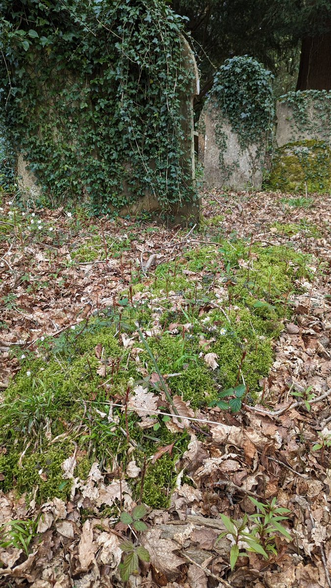 LemonStephen's tweet image. An old graveyard at Southborough Common with an ancient woodland flora, including wild daffodil and a few graves that have lawns of Rhytidiadelphus loreus @BBSbryology