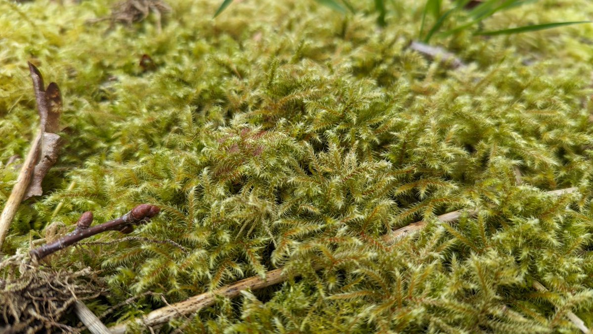 LemonStephen's tweet image. An old graveyard at Southborough Common with an ancient woodland flora, including wild daffodil and a few graves that have lawns of Rhytidiadelphus loreus @BBSbryology