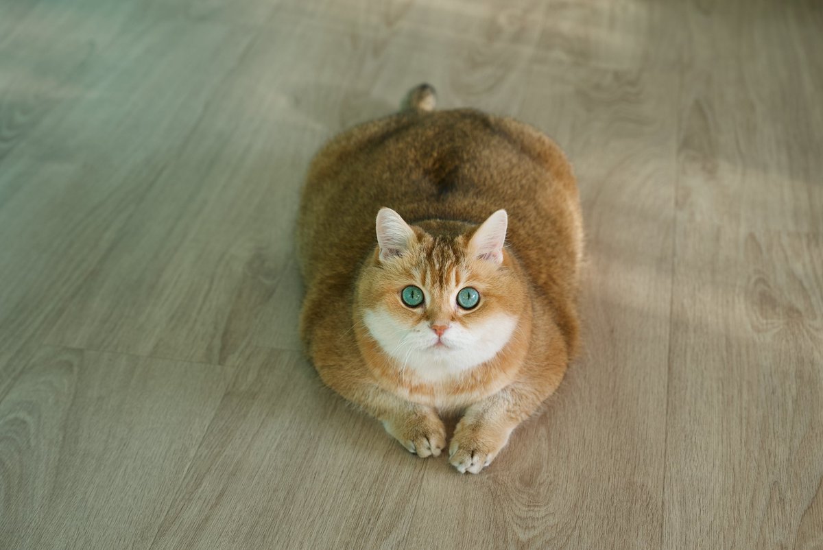 Baked loaf 🍞