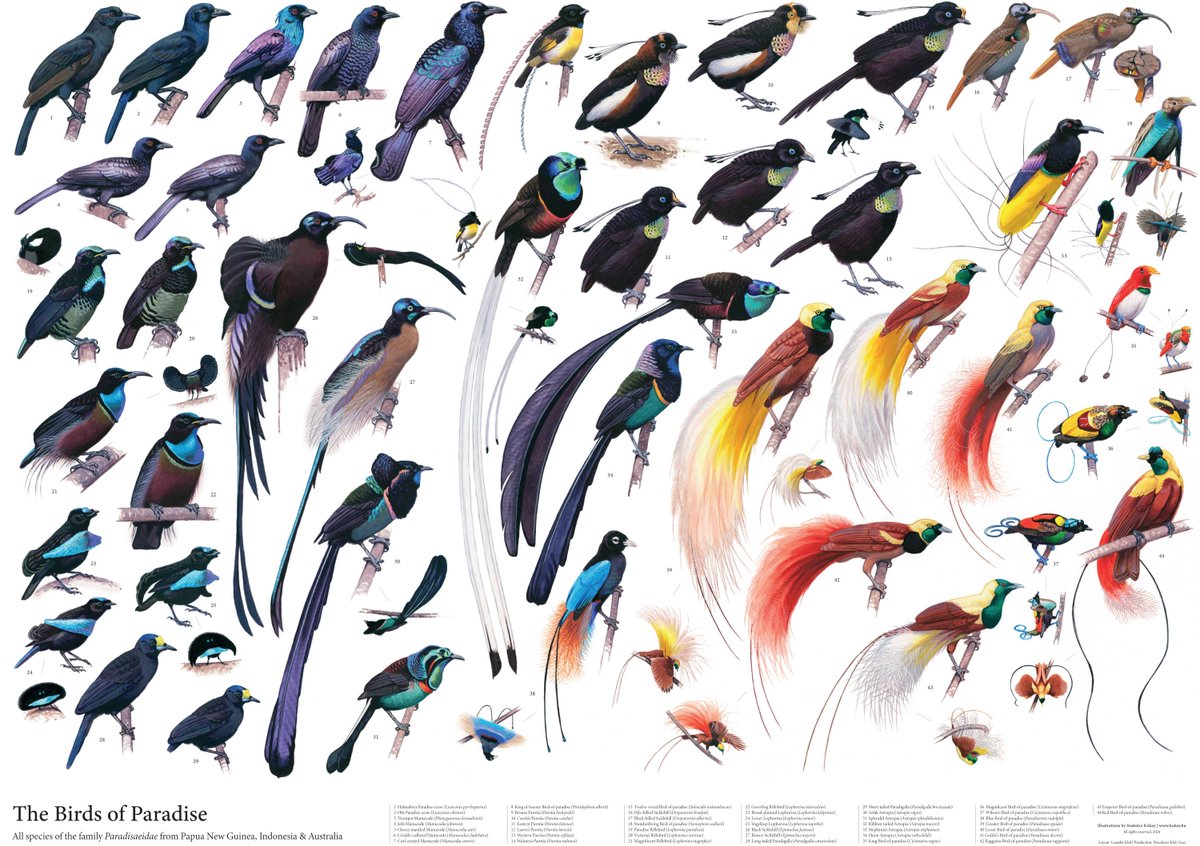 My bird of paradise poster has finally been printed (size is 595 x 840 mm)! They are for sale for 17 EUR. Sadly the shipping costs are quite high (around 30 EUR for EU countries, 36 elsewhere), so I suggest group orders if possible, to share the cost.