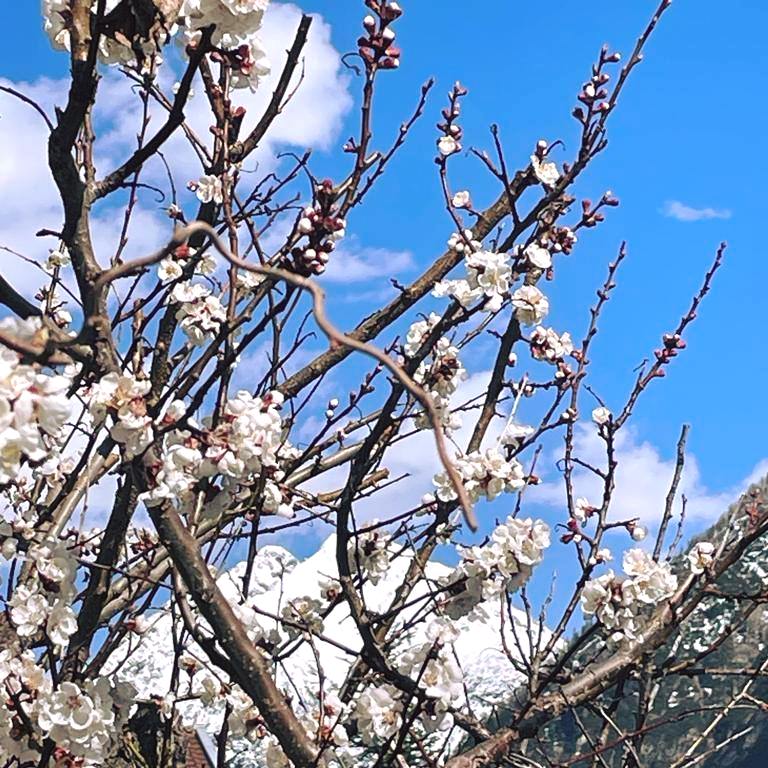 PosthotelLechT's tweet photo. Der Frühling ist nun auch bei uns im Lechtal angekommen. 🍃🌷 https://t.co/eEHZWoTTwB
