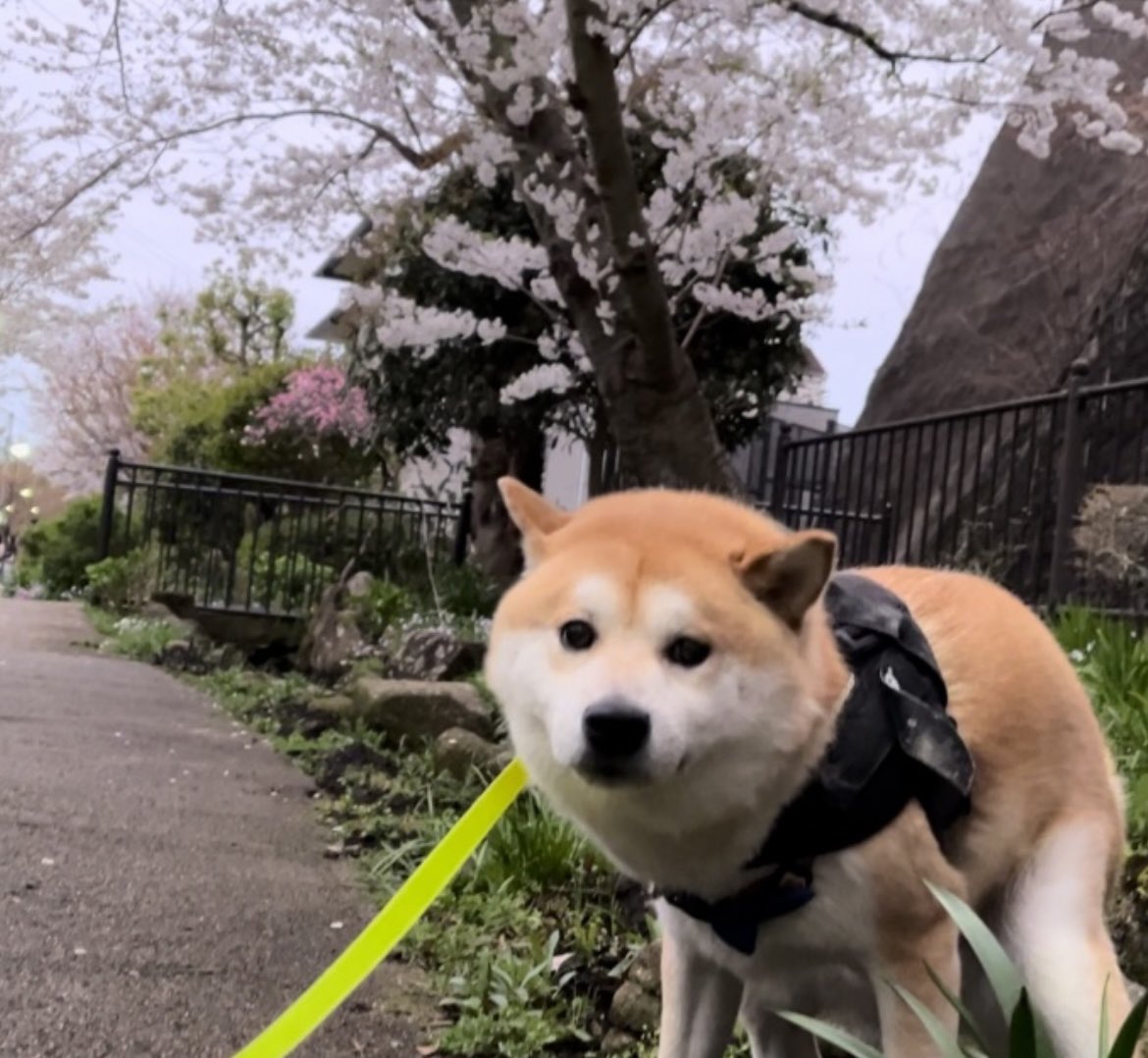 サクラを背景に写真を撮ろうとしたら、あの体勢に入ってしまった（笑）
#柴犬 #桜