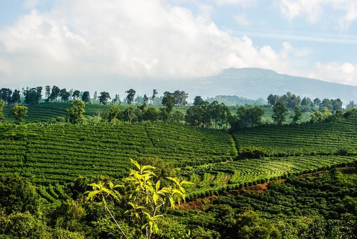 Agroforestry thrives on diversity! Pairing perennial crops like coffee, cocoa, or fruit trees with other crops yields a win-win for ecology and economy. Learn how to select suitable trees and crops for this practice here: shorturl.at/guTX1