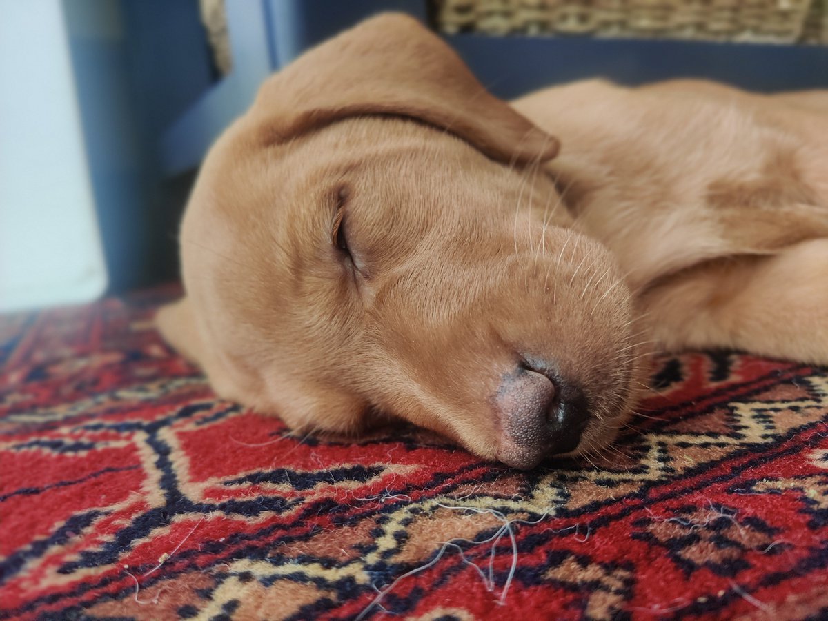 KatjaLKaine's tweet photo. 'Kiki' means 'Double Happiness' ❤️❤️ #puppylove #meaningofnames https://t.co/gtefcUpSjz
