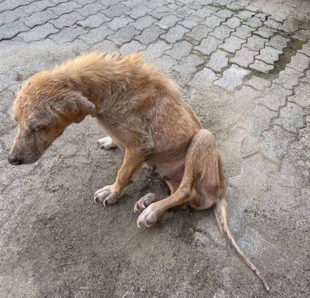 PERLA Vive un strada in queste condizioni, fa fatica a deambulare,malata di leismaniosi e con una dermatite che i volontari stanno curando per strada! Si cerca aiuto perché in queste condizioni non vivrà a lungo. Si trova in Calabria e per info Nunzia Pisani 329 445 2511